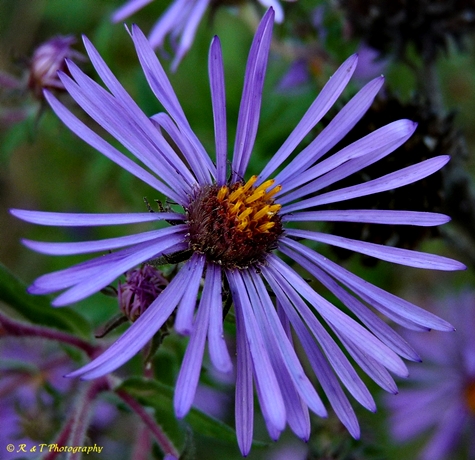 {Symphyotrichum novae-angliae}